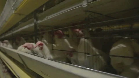Chicken hens eggs in farm Video stock 79384584