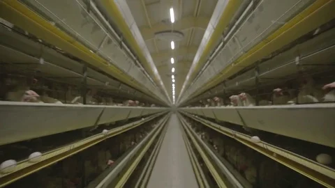 Chicken hens eggs in farm Stockbeeldmateriaal 79384802