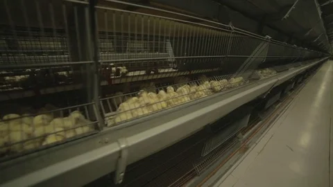 Chicken hens eggs in farm Stockbeeldmateriaal 79387484