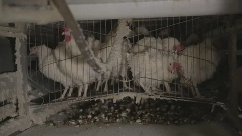 Chicken hens eggs in farm Video stock 79388547