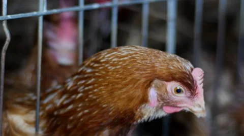 Chicken in hensouse 库存影片 62627590