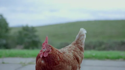 Chicken with hills on the background 動画素材 201729659
