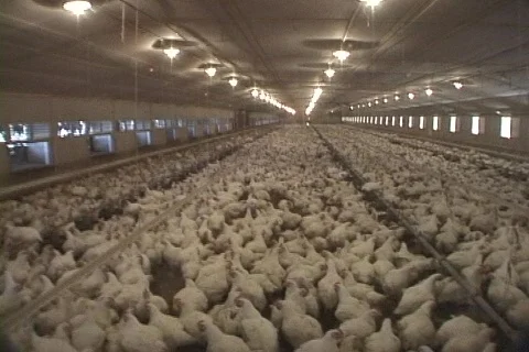 Chicken house Stock Footage 268981