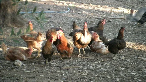 A chicken hunting a rabbit 스톡 동영상 113629