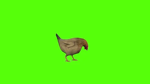 Chicken Idle Green Screen Animation 4k Rendering Stock Footage 296972407