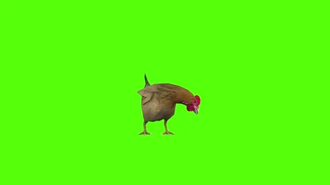 Chicken Idle Green Screen Animation 4k Rendering Stock Footage 296972411
