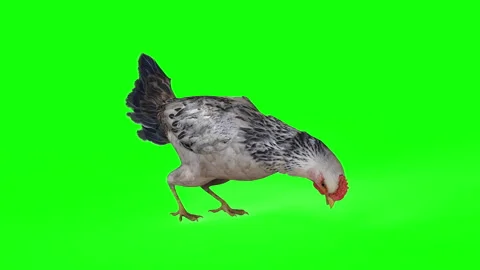 Chicken IdlePecking Stock Footage 288857164