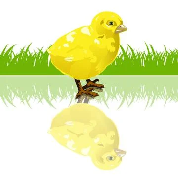 Chicken Stock Illustration