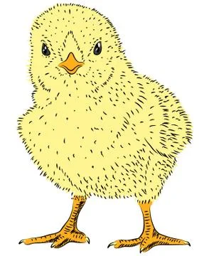 Chicken Illustrazione stock