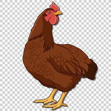Chicken 库存插图