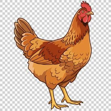 Chicken Stock-Illustration