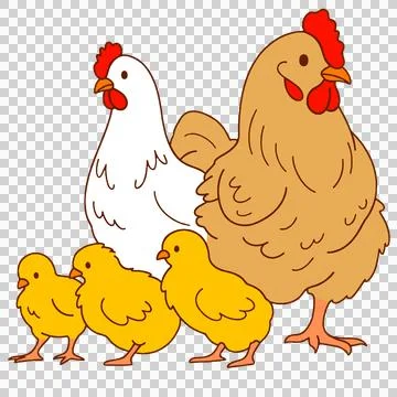 Chicken Stock-Illustration