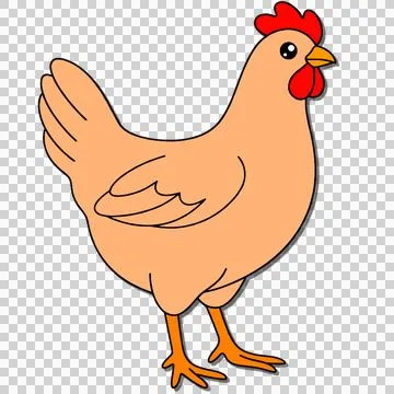 Chicken 库存插图