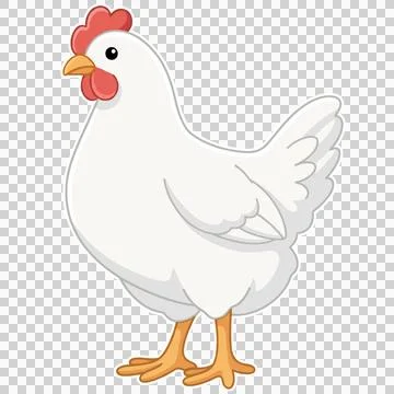 Chicken 库存插图