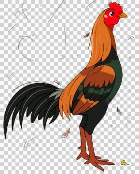 Chicken 库存插图