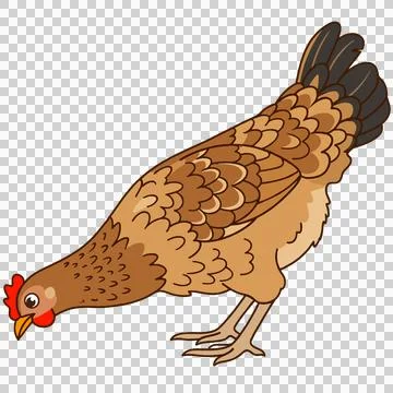 Chicken 库存插图