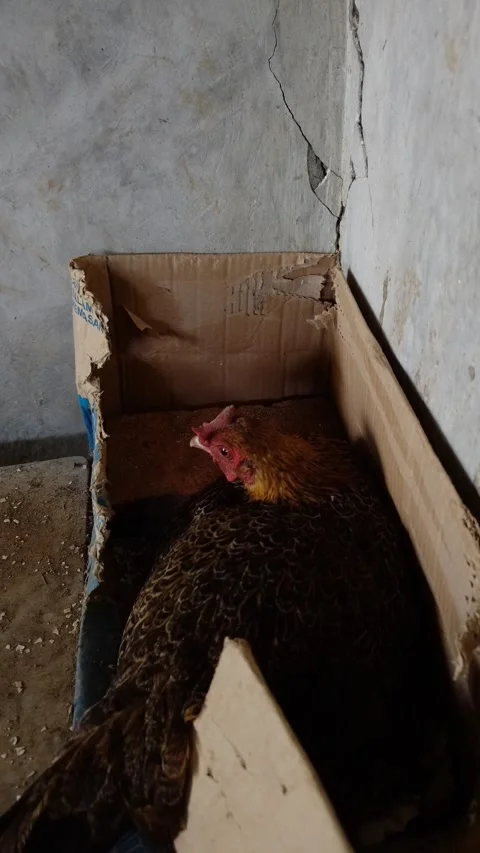 A chicken incubates an egg inside a cardboard box Stock Footage 331787536