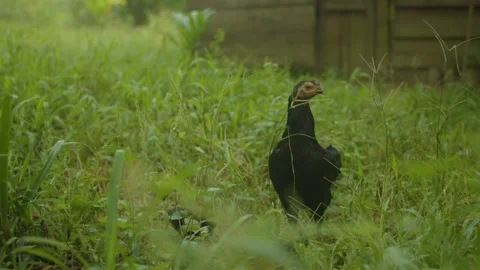 Chicken in Indonesia Stock Footage 214769206