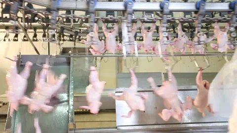 Chicken industry Stock Footage 141417488