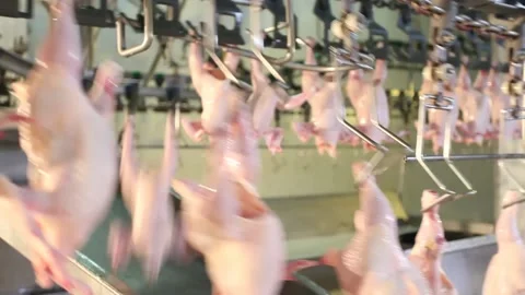 Chicken industry Stock Footage 141417608