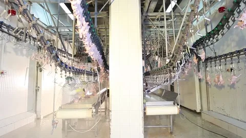 Chicken industry Stock Footage 141417616
