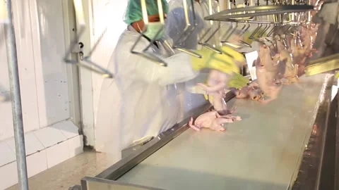 Chicken industry Stock Footage 141417619