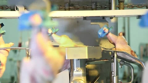 Chicken industry Stock Footage 141417774