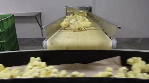Chicken industry Stock Footage 145853086