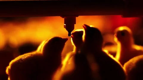 Chicken industry Stock Footage 145853091