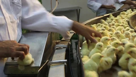 Chicken industry Stock Footage 145853092