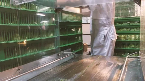 Chicken industry Stock Footage 145853144