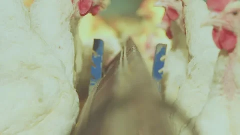 Chicken industry Stock Footage 145853145