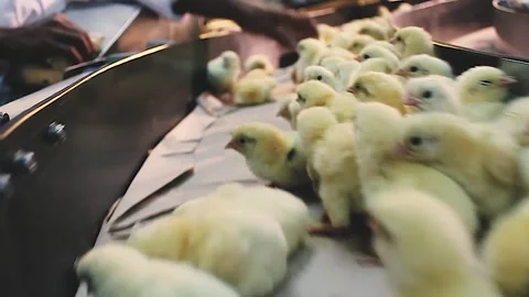Chicken industry Stock Footage 145853166