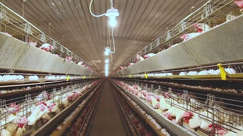 Chicken industry Stock Footage 145853167