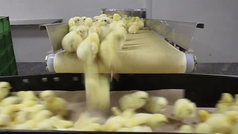 Chicken industry Stock Footage 145853234