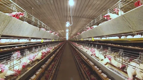 Chicken industry Stock Footage 145853238