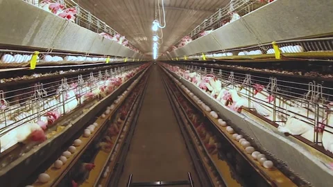 Chicken industry Stock Footage 145853277