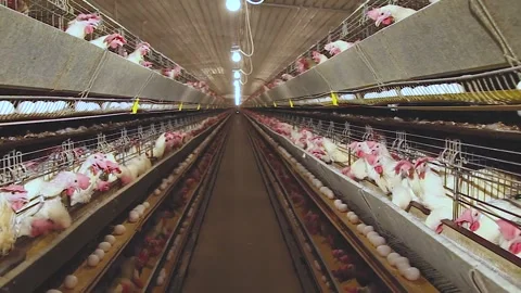 Chicken industry Stock Footage 145853289