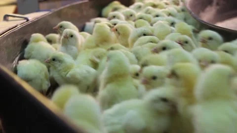 Chicken industry Stock Footage 145853300