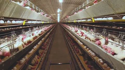 Chicken industry Stock Footage 145853306