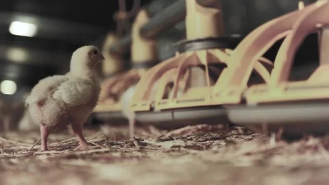 Chicken industry Stock Footage 145853384