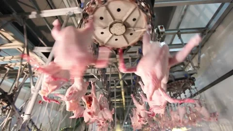 Chicken industry Stock Footage 145853403