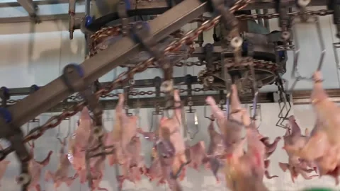 Chicken industry Stock Footage 145853404