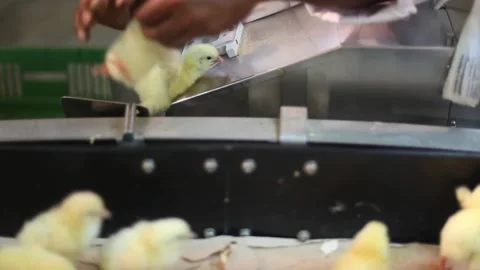 Chicken industry Stock Footage 145853438