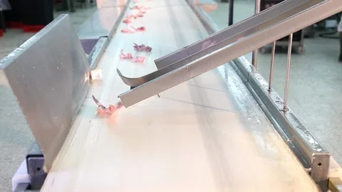 Chicken industry Stock Footage 145853477