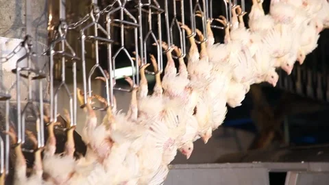 Chicken industry Stock Footage 145853516