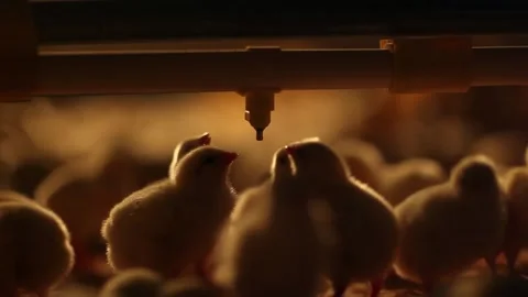 Chicken industry Stock Footage 145853844