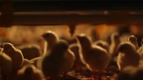 Chicken industry Stock Footage 145853870