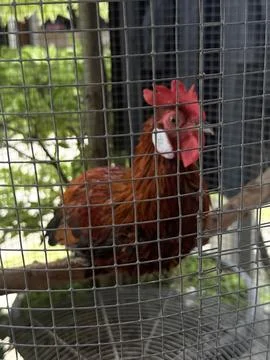 A chicken inside the cage at the yard Stock Photos