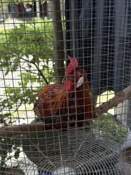 A chicken inside the cage at the yard Stock Photos